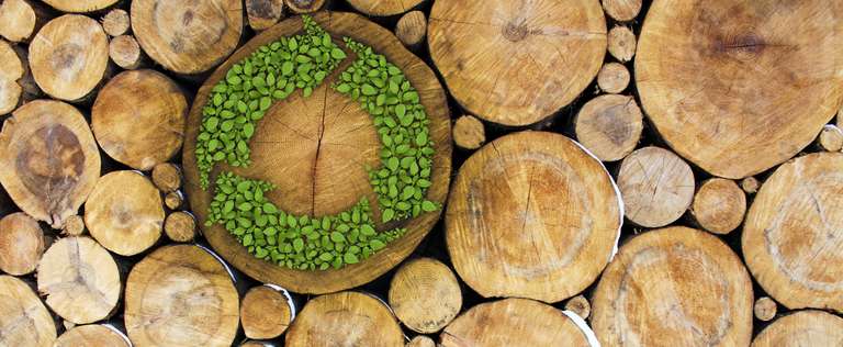 Baumstämme mit Grünwuchs, gestapelt - PEFC Papier