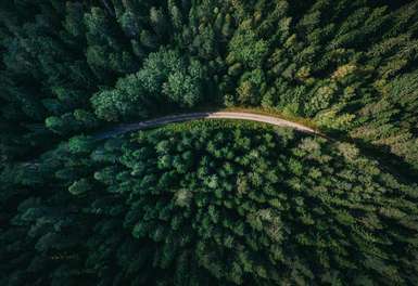 Weg im Wald von oben