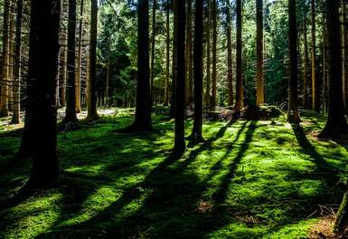 blick in den schattigen Wald
