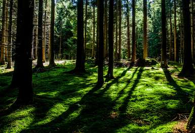 blick in den schattigen Wald