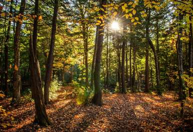 Waldausschnitt mit grün-gelben Blättern und einfallender Sonne – Umweltdruckerei